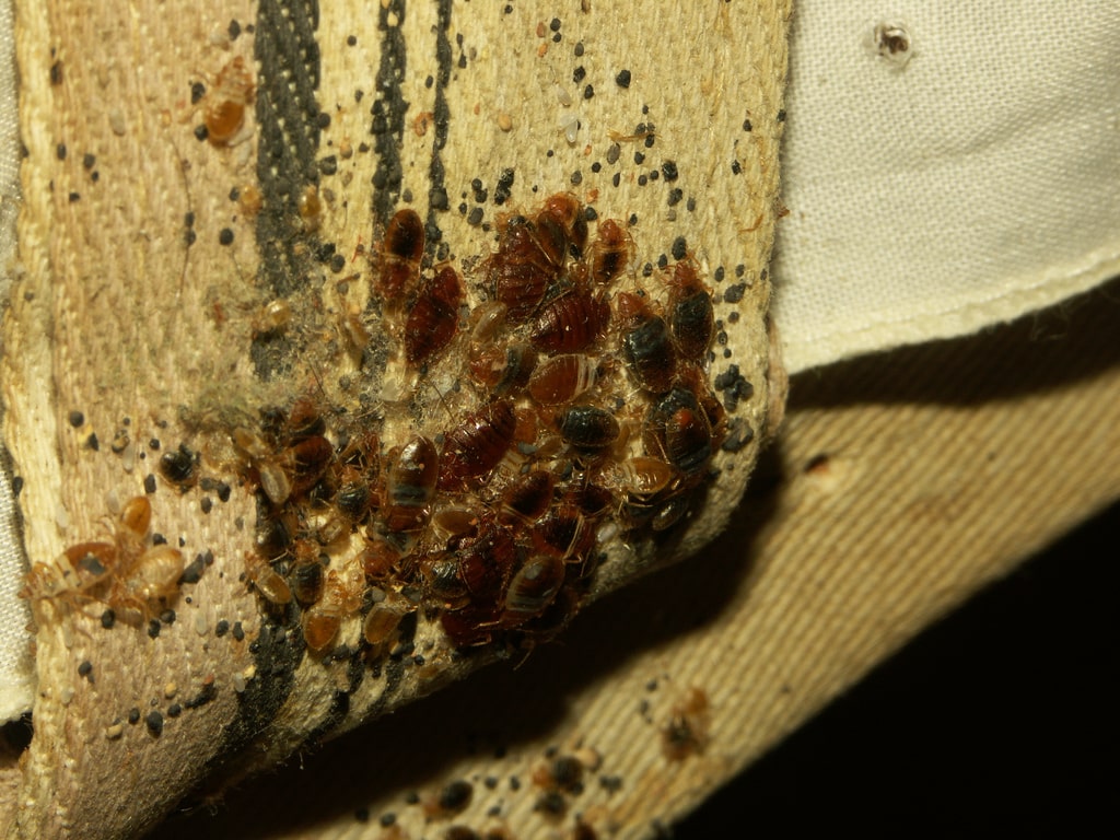 Bed Bugs in Bed