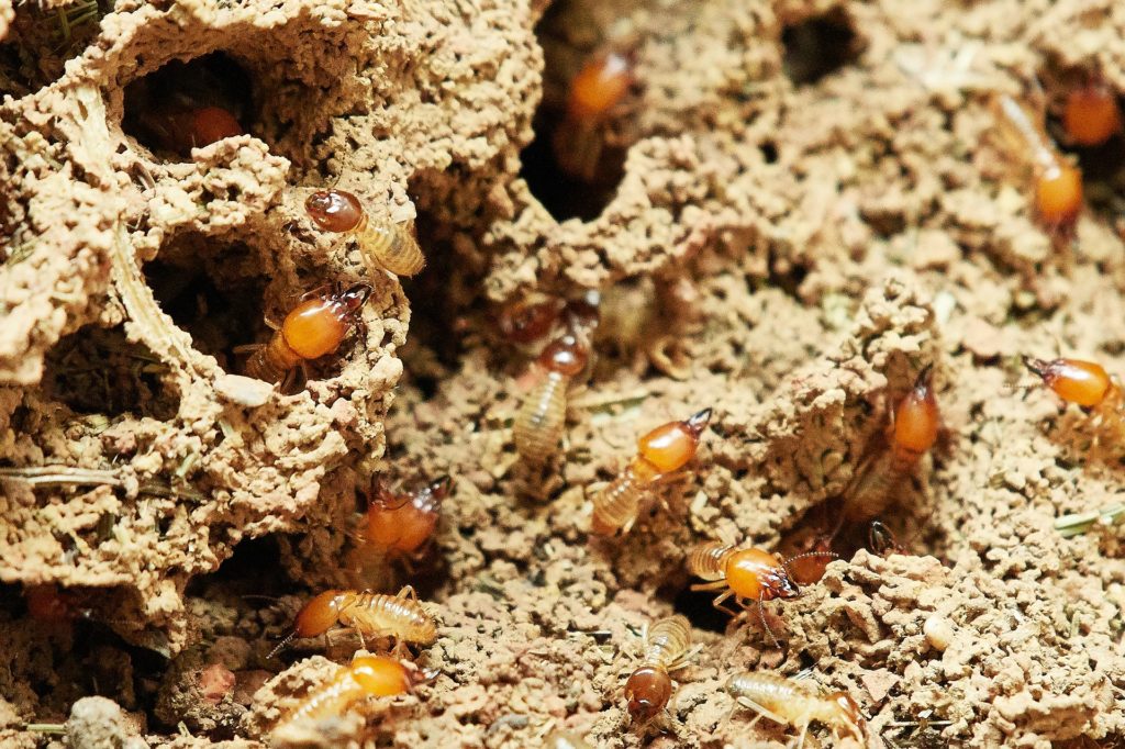 5 Favorable Conditions for Termites