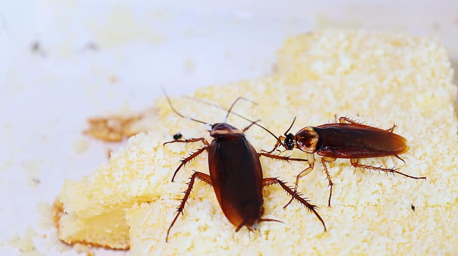 Why Your Restaurant Needs a Pest Inspection
